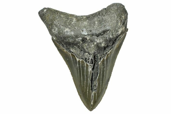 Serrated, Fossil Megalodon Tooth - North Carolina #368439